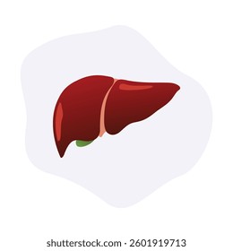 Human liver high quality vector illustrator. liver diseases and the human body.
