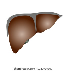 Human Liver Icon in Flat Design Isolated on White Background. Vector Illustration