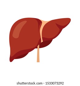 Human liver icon. Flat illustration of human liver vector icon for web design