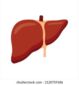 Human liver icon. Flat illustration of human liver vector icon for web design. Human internal organs element. Anatomy, medicine concept. Healthcare. 3d realistic liver solated on white background 