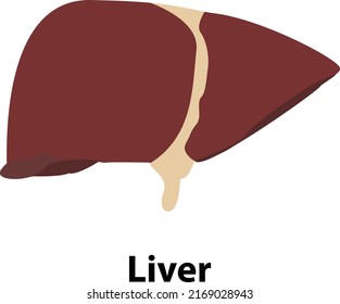 Human liver icon. Flat illustration of human liver vector icon for web design. internal human organ