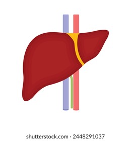 Human liver icon. Flat illustration of human liver vector icon for web design