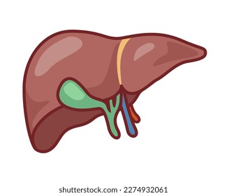 Human liver icon. Flat vector symbol on white background