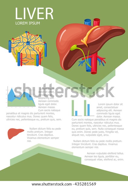 Human Liver Infographic Poster Chart Diagram Stock Vector (Royalty Free ...