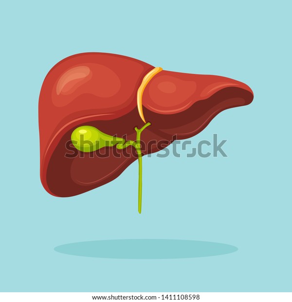 Anatomía del sistema portal hepático