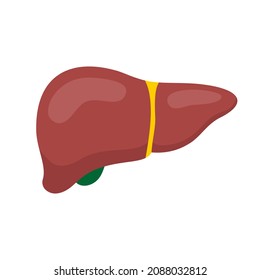 Hígado humano aislado en el fondo blanco. Ilustración vectorial de estilo plano