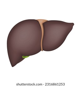Human liver isolated on white background. Vector illustration. Eps 10. 