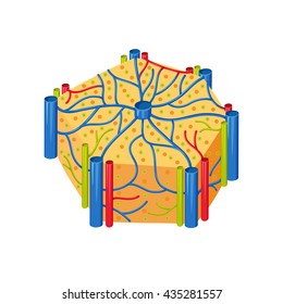 Human Liver Lobes Anatomy. Medical Science Vector Illustration. Internal Organ: Hepatocytes And Canaliculi, Hepatic Artery, Bile Duct. Education Illustration