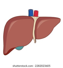 Human liver is a major organ.