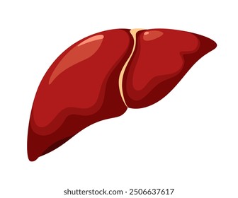 Un hígado humano sobre un fondo blanco. Órgano. Ilustración vectorial.