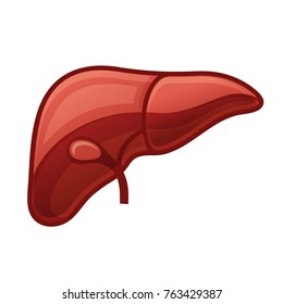 Human Liver on White Background. Vector