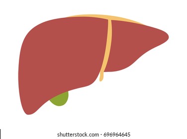 Human liver organ with gallbladder flat vector color icon for medical apps and websites