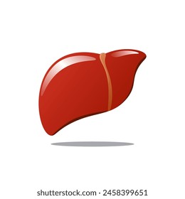 human liver organ graphic vector illustration. The heart shape is suitable for health content
