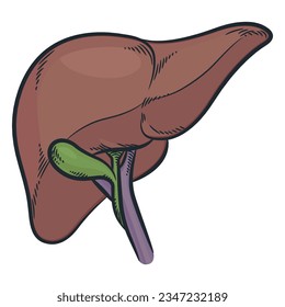 Human Liver Organ Hepatic Digestion System