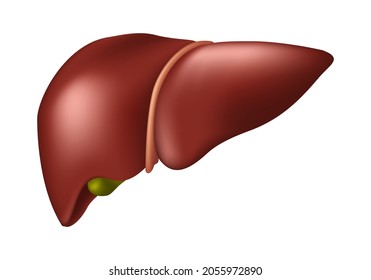 Human Liver - Human Organs Collection, realistic vector illustration