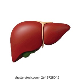 Human Liver Origin: Scientific Perspective Evolutionary Digestive Anatomy