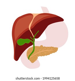 Human liver, pancreas, gallbladder. Vector flat illustration.