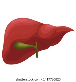 Human liver. Realistic vector illustration