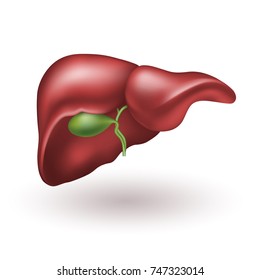 Human Liver. Realistic Vector Illustration