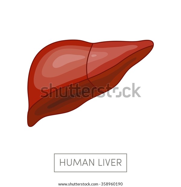 Human Liver Simple Cartoon Flat Vector Stock Vector (Royalty Free ...