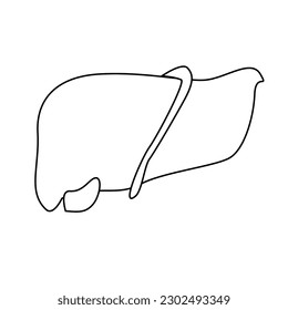 human liver with a stroke on a white background