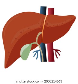 Human liver in vector, Blood supply to liver, anatomical on white background 
