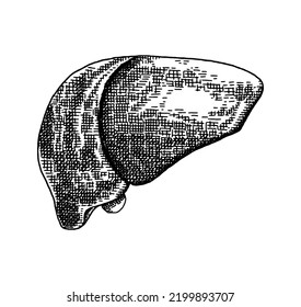 Human liver. Vector hand drawn sketch illustration. Old hand drawn engraving imitation. Liver illustration