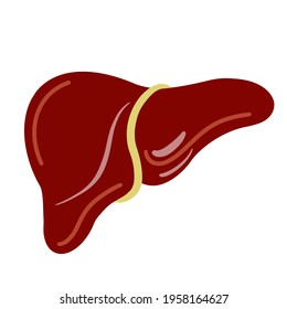Human liver vector icon. Isolated illustration of an organ on a white background. Flat style image, simple illustration