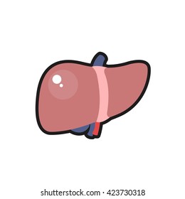 human liver. vector illsutration