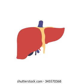 human liver. vector illustration