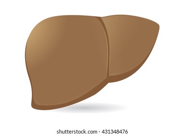 Human liver vector illustration. human internal organ isolated on white background.