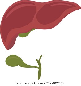 Menschliche Leber. Vektorgrafik zum Thema Anatomie.