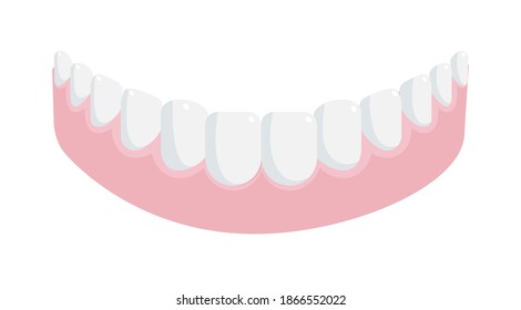 Human Lower Jaw Gum With Straight Healthy Teeth On White