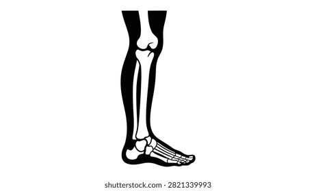 Human lower leg and foot skeletal anatomy illustration showing tibia, fibula, ankle, and foot bones including tarsals, metatarsals, and phalanges isolated on white background for medical concepts