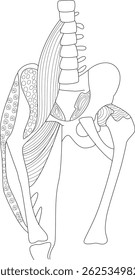 Human Lower Spine, Pelvis, and Hip Joint Anatomy, Detailed black and white line illustration showing the anatomy of the human lumbar spine, pelvis, hip joint, femur, and associated deep muscles such