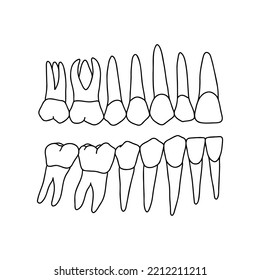 5,385 Upper Jaw Teeth Images, Stock Photos & Vectors | Shutterstock