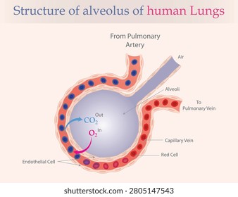 Human Lung Alveolus Anatomy with Oxygen and Carbon Dioxide Gas Exchange Process Medical Diagram.