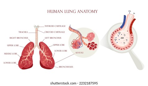 Anatomía pulmonar humana, estructura de alveolos y esquema de intercambio de gas. Ilustración científica detallada aislada sobre fondo blanco. Estilo de la caricatura