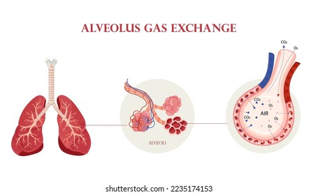 Anatomía pulmonar humana, estructura de alveolos y esquema de intercambio de gas. Ilustración aislada sobre fondo blanco. Estilo de la caricatura