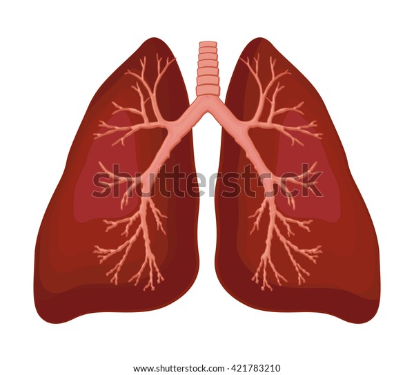 Human Lung Anatomy Diagram Stock Vector (Royalty Free) 421783210