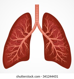 Human Lung anatomy diagram. Illness respiratory cancer graphics. Vector