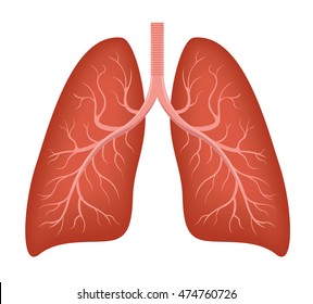 Human Lung Anatomy Diagram Illness Respiratory Stock Illustration 431352046