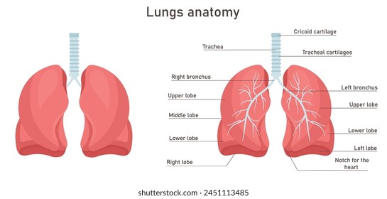 Human lung anatomy. Respiratory system  vector illustration. Internal organs. Anatomy