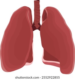 Ilustração de anatomia pulmonar humana ou sistema respiratório isolada sobre fundo branco