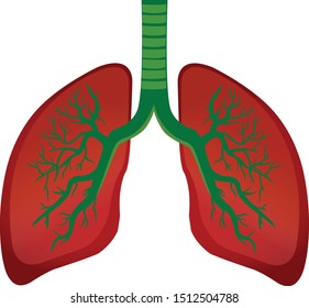 Human lung anatomy vector illustration