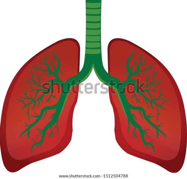 Human Lung Anatomy Vector Illustration Stock Vector Royalty Free 1512504788 