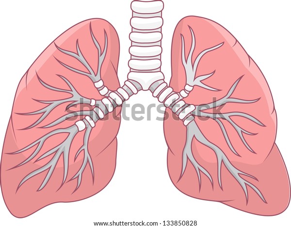 Human Lung Illustration Stock Vector (Royalty Free) 133850828