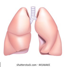 Human Lung, mesh