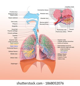 Human Lung Organs infographic vector