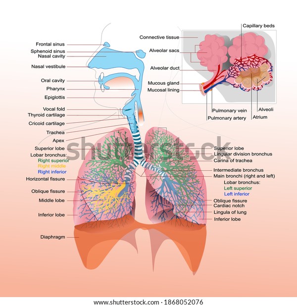 Human Lung Organs Infographic Vector Stock Vector (Royalty Free ...